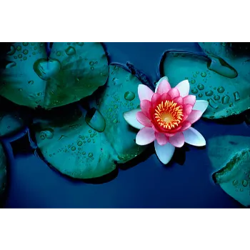 Lotus Plant3-8686768-86055.webp